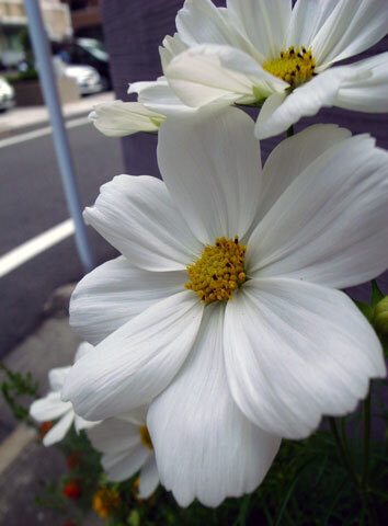R1018780.jpg